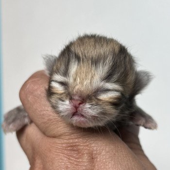 chaton Persan black golden shaded À….black golden shaded/ blue chatterie des plumes d’Hyrôme