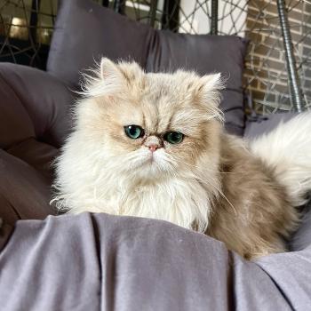 chat Persan blue golden shell Appoline chatterie des plumes d’Hyrôme