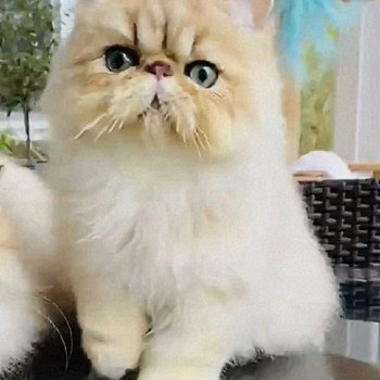 chat Persan black golden shell Scandal Absolu chatterie des plumes d’Hyrôme