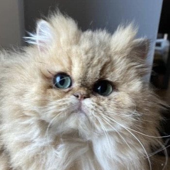 chat Persan TINA chatterie des plumes d’Hyrôme