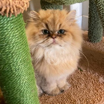 chat Persan USTER chatterie des plumes d’Hyrôme